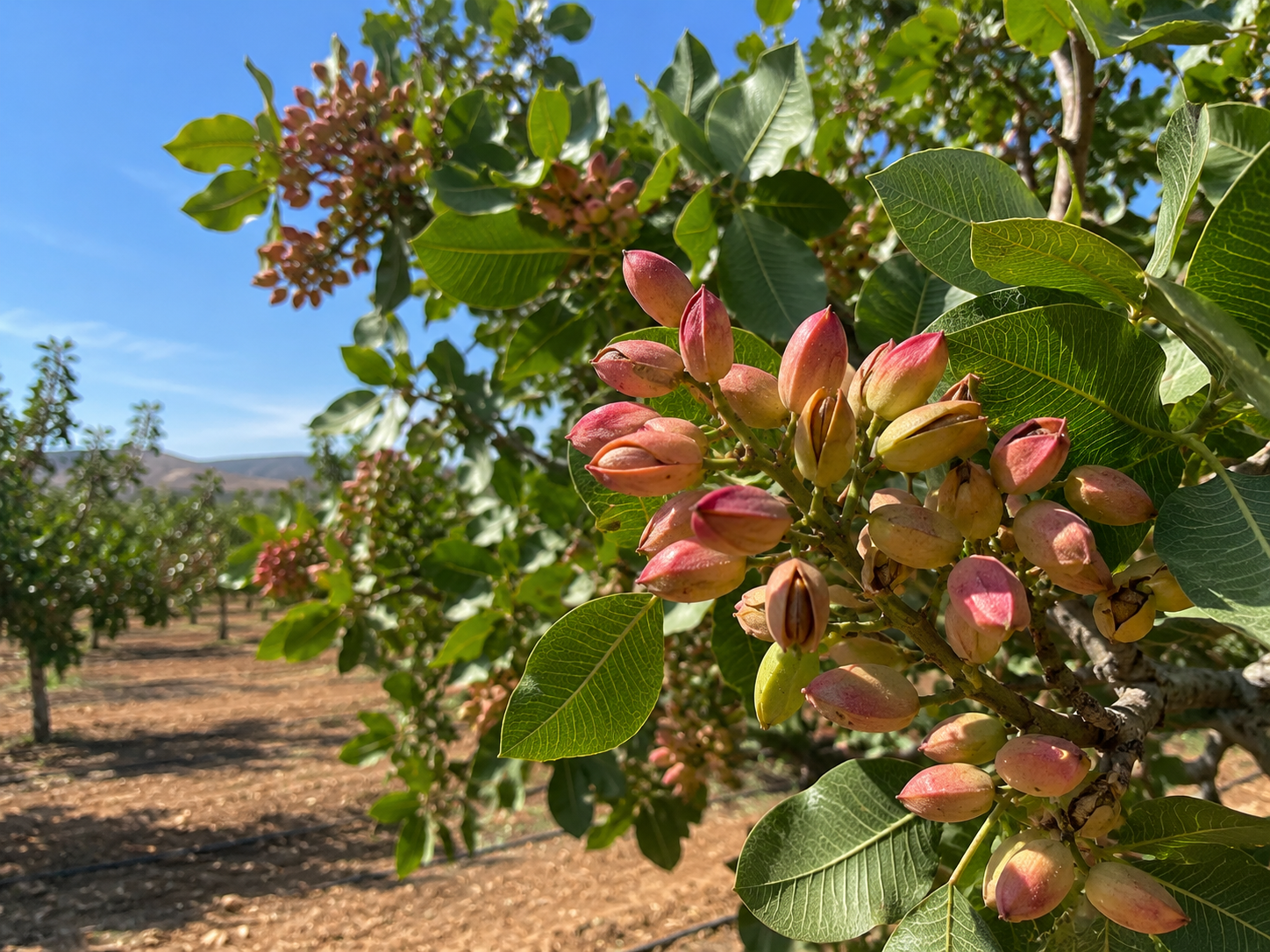 Pistachio farm — where we source our premium nuts